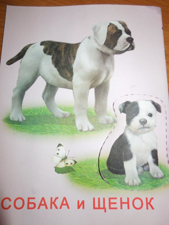 Тематический вечер "Собака"