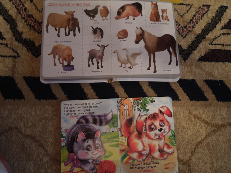 Тематический вечер "Собака"