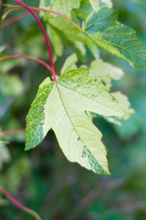 Дача. После театра поехали папу нашего отвозить...