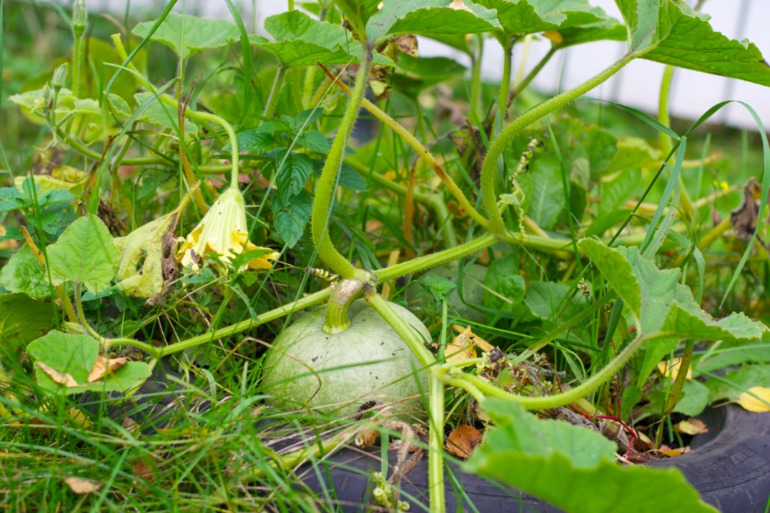 Дача. После театра поехали папу нашего отвозить...