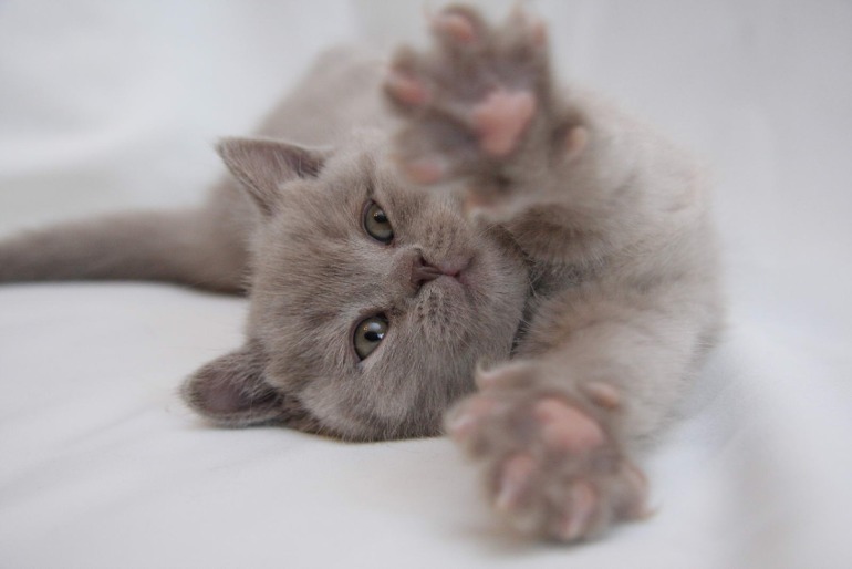 Котёнок бесплатно