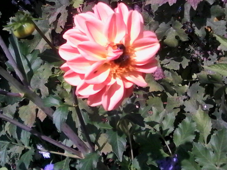 944bb226d7d844ad977d4fc3d5dc83df.jpg