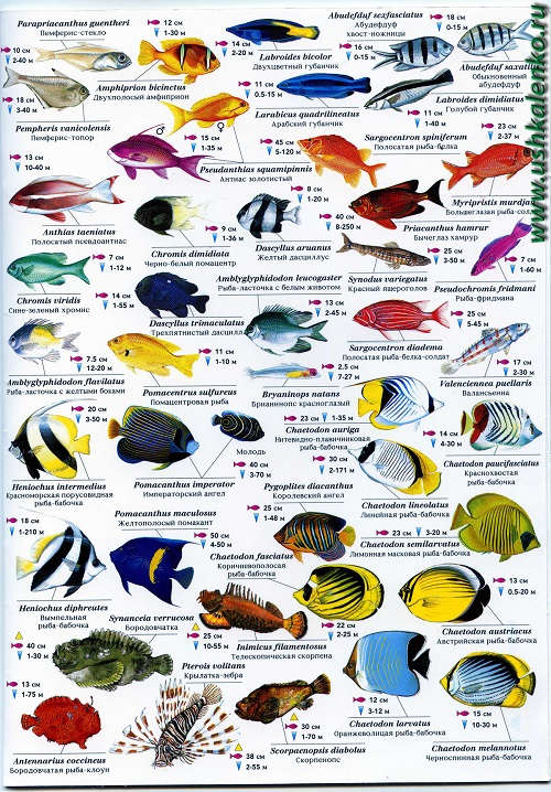 Pin by Svetlana Ozolina on Red Sea | Fish chart, Sea fish, Marine fish