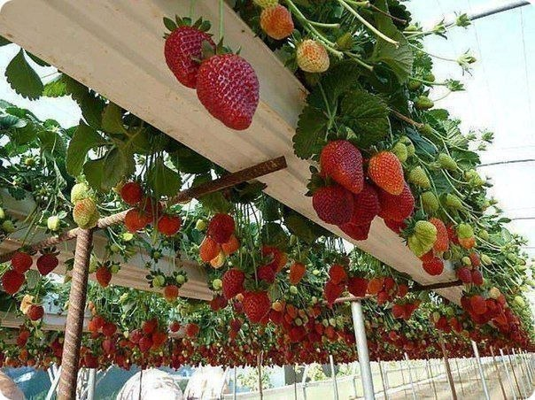 Интересные идеи для дома и дачи