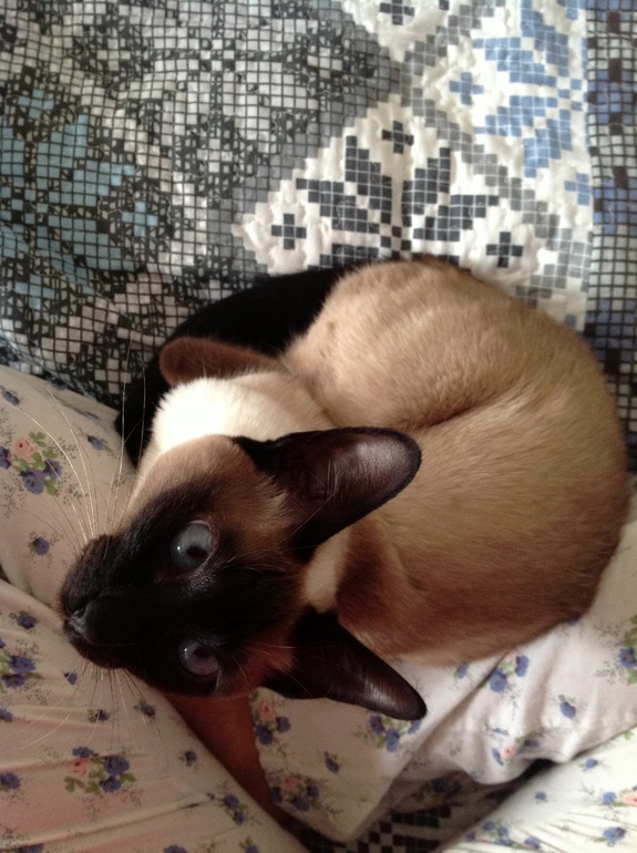 Похолодало.Касюша любит тепло)