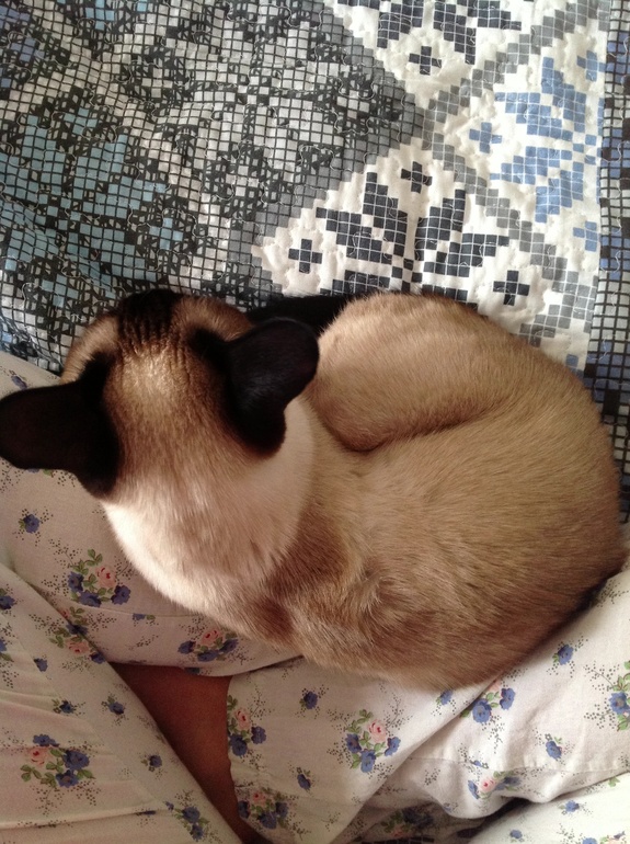 Похолодало.Касюша любит тепло)