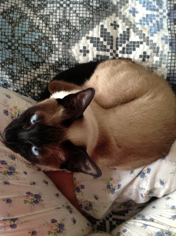 Похолодало.Касюша любит тепло)