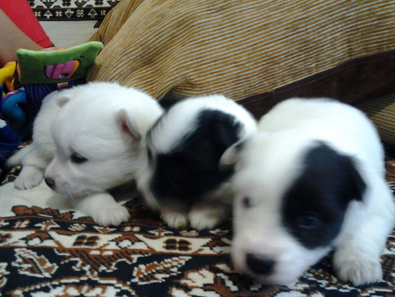 щенки мои щеночки