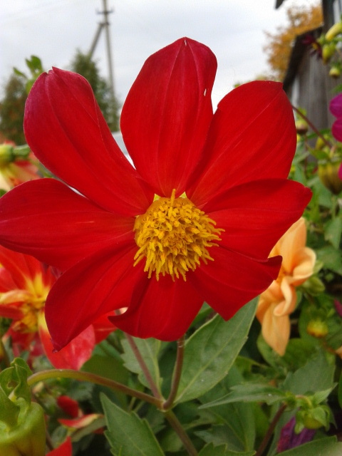 Последние краски лета.