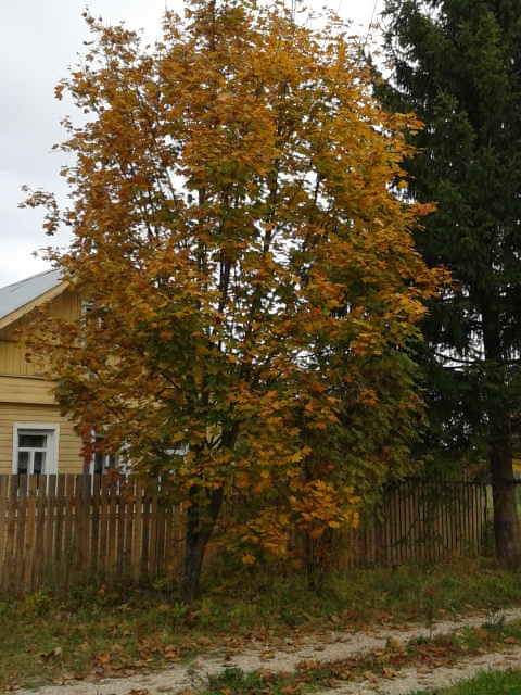 Последние краски лета.