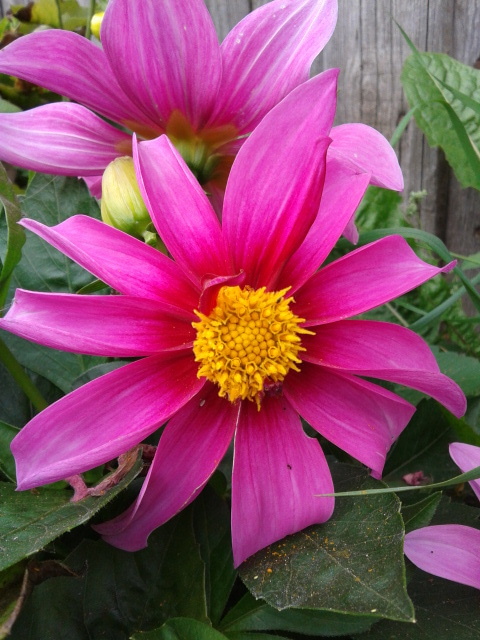 Последние краски лета.