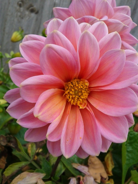 Последние краски лета.