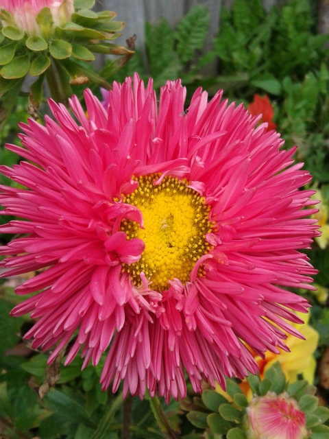 Последние краски лета.