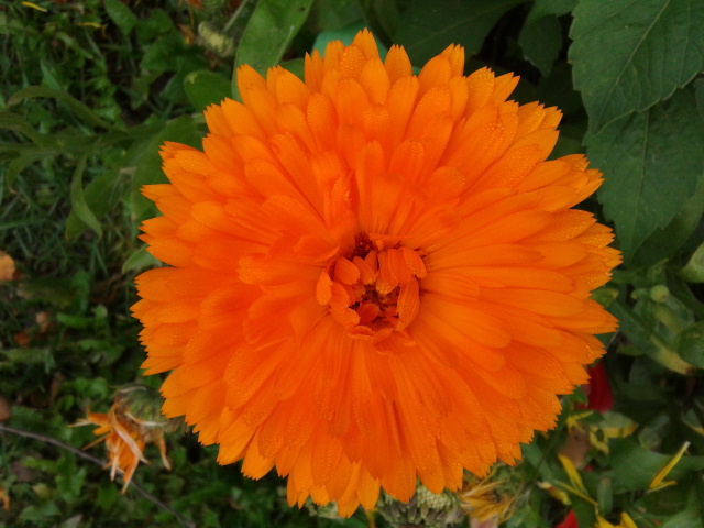 Последние краски лета.