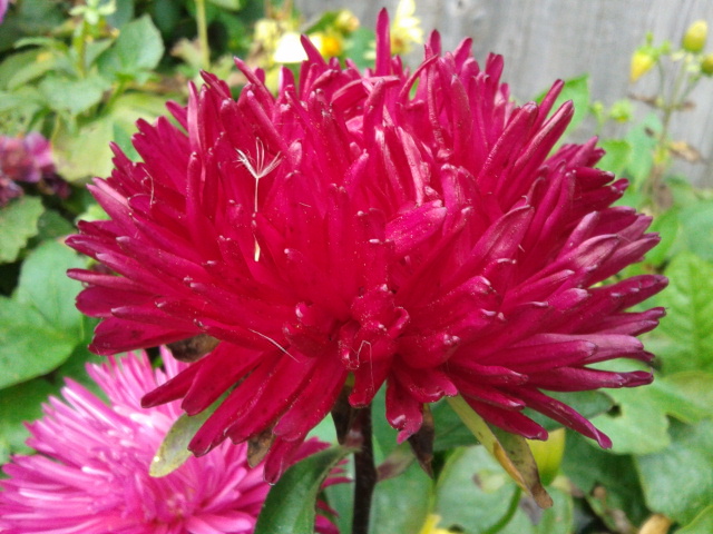 Последние краски лета.