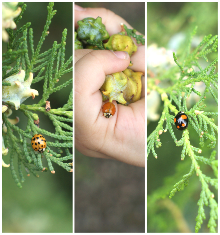 Принцесса-Фея Сергеевна